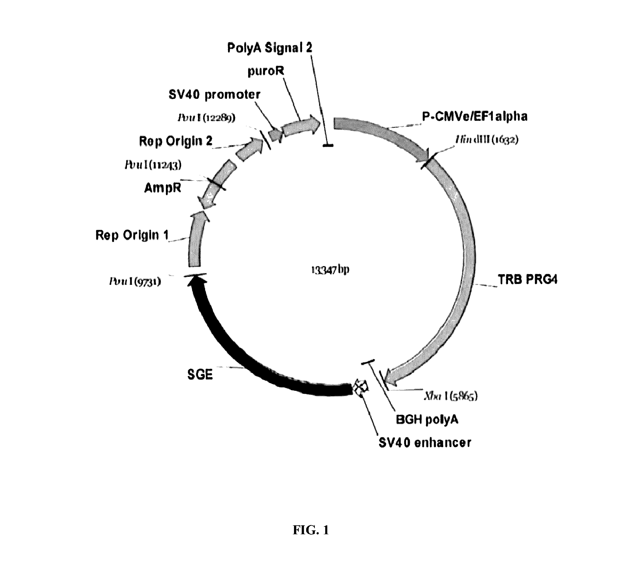 Production of recombinant lubricin