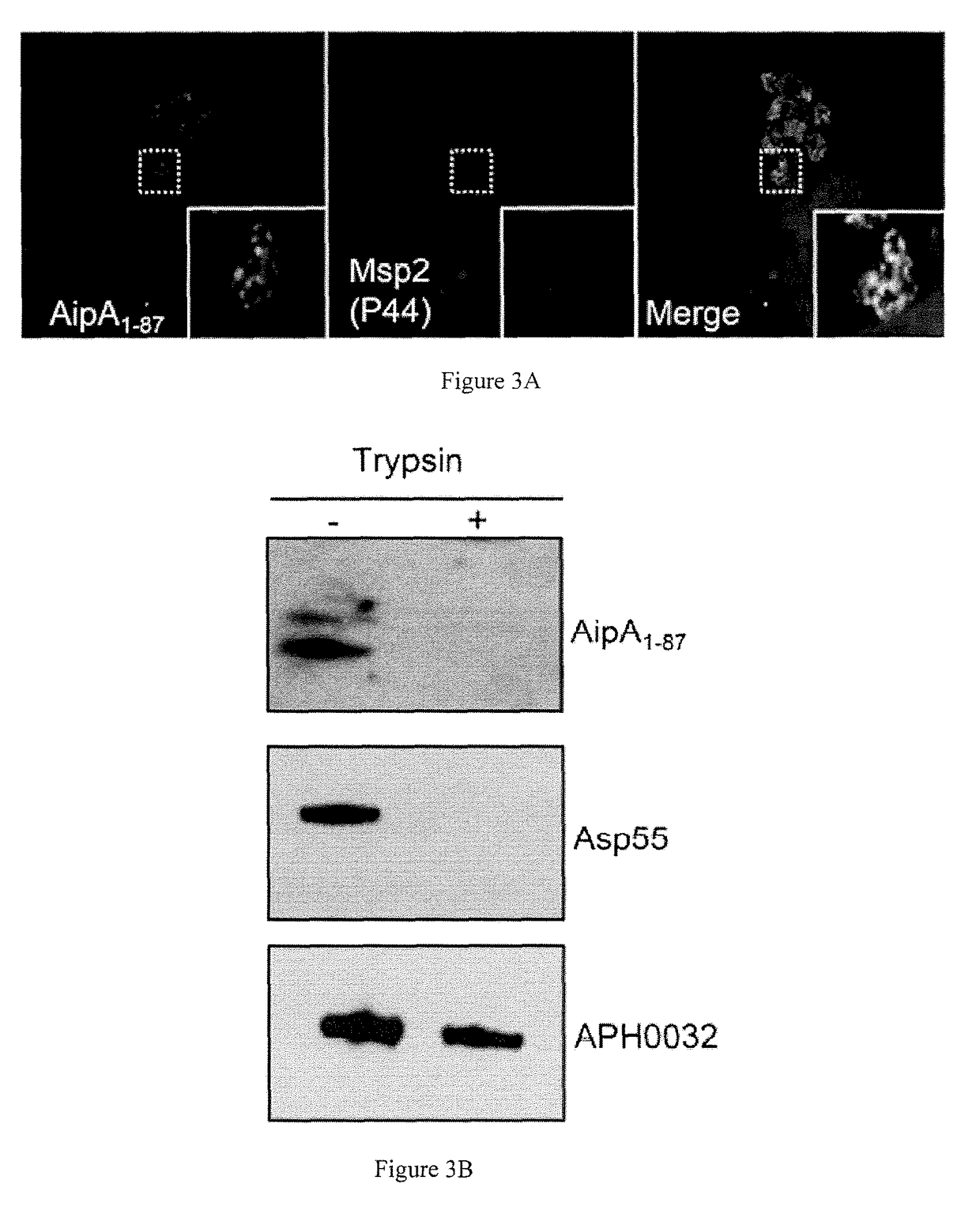 AIPA, OMPA, and ASP14 in vaccine compositions and diagnostic targets for anaplasma phagocytophilum infection
