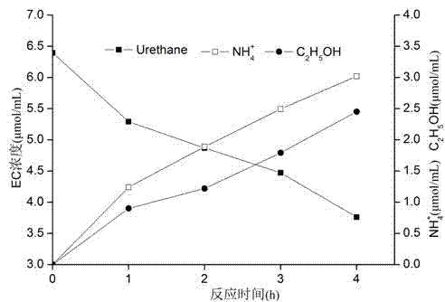 Rhodotorula mucilaginosa capable of degrading urethane and its application in liquor products and food