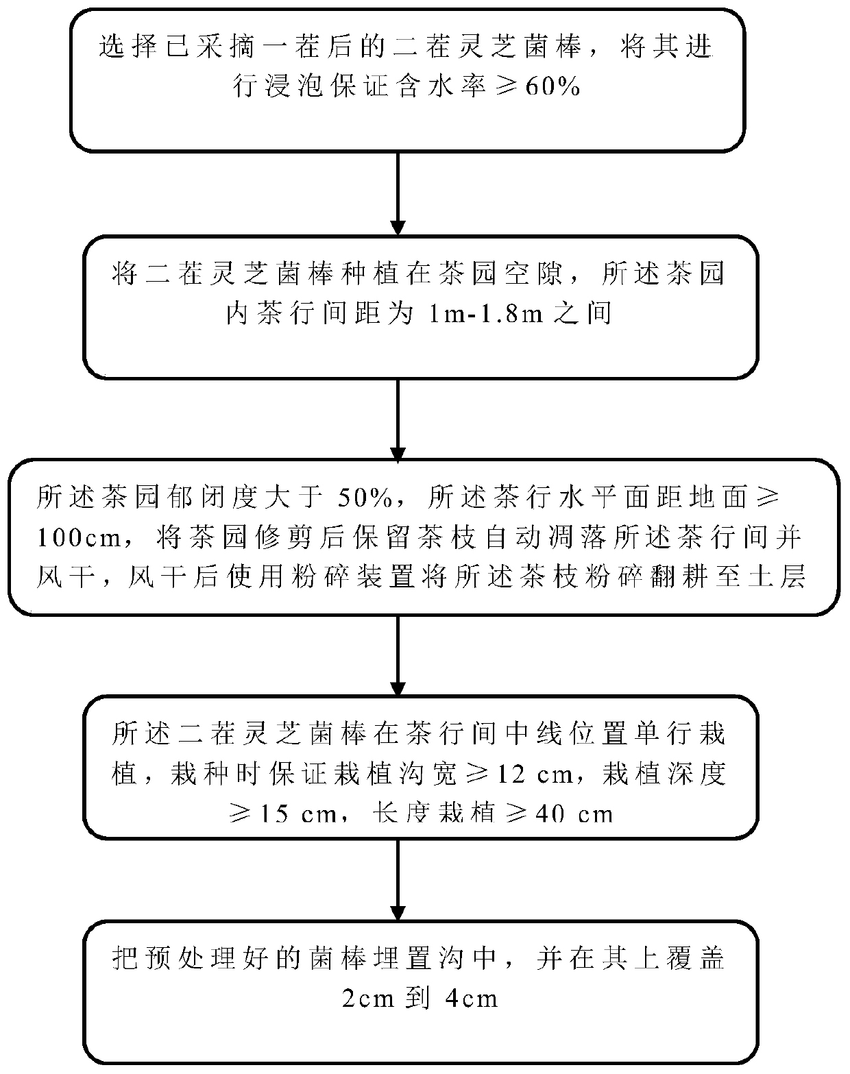 Secondary cultivation method capable of utilizing tea tree pruned branches and leaves in situ for tea garden ganoderma lucidum