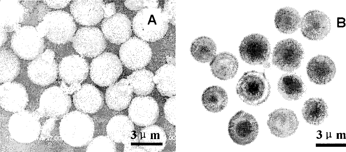 Lithium cell negative pole material and preparation thereof