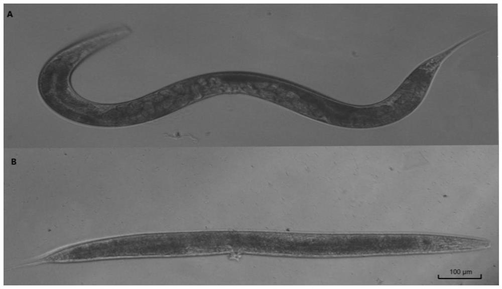 A method for screening drugs against pan-drug-resistant Acinetobacter baumannii using Caenorhabditis elegans