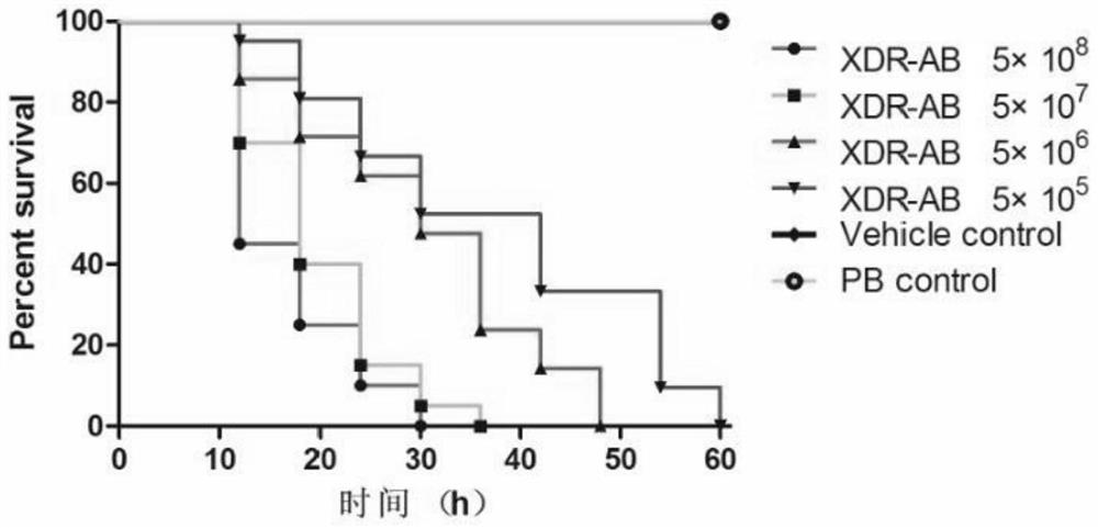 A method for screening drugs against pan-drug-resistant Acinetobacter baumannii using Caenorhabditis elegans