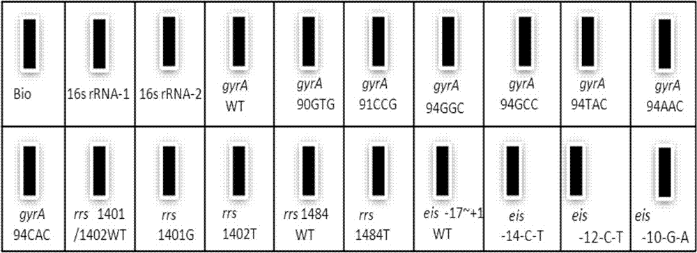 Specific fragment composition of mycobacterium tuberculosis drug-resistant gene of four second-line drugs and application thereof