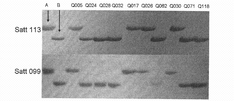 Method for assistantly sieving soybean with lower plant height and special primer thereof