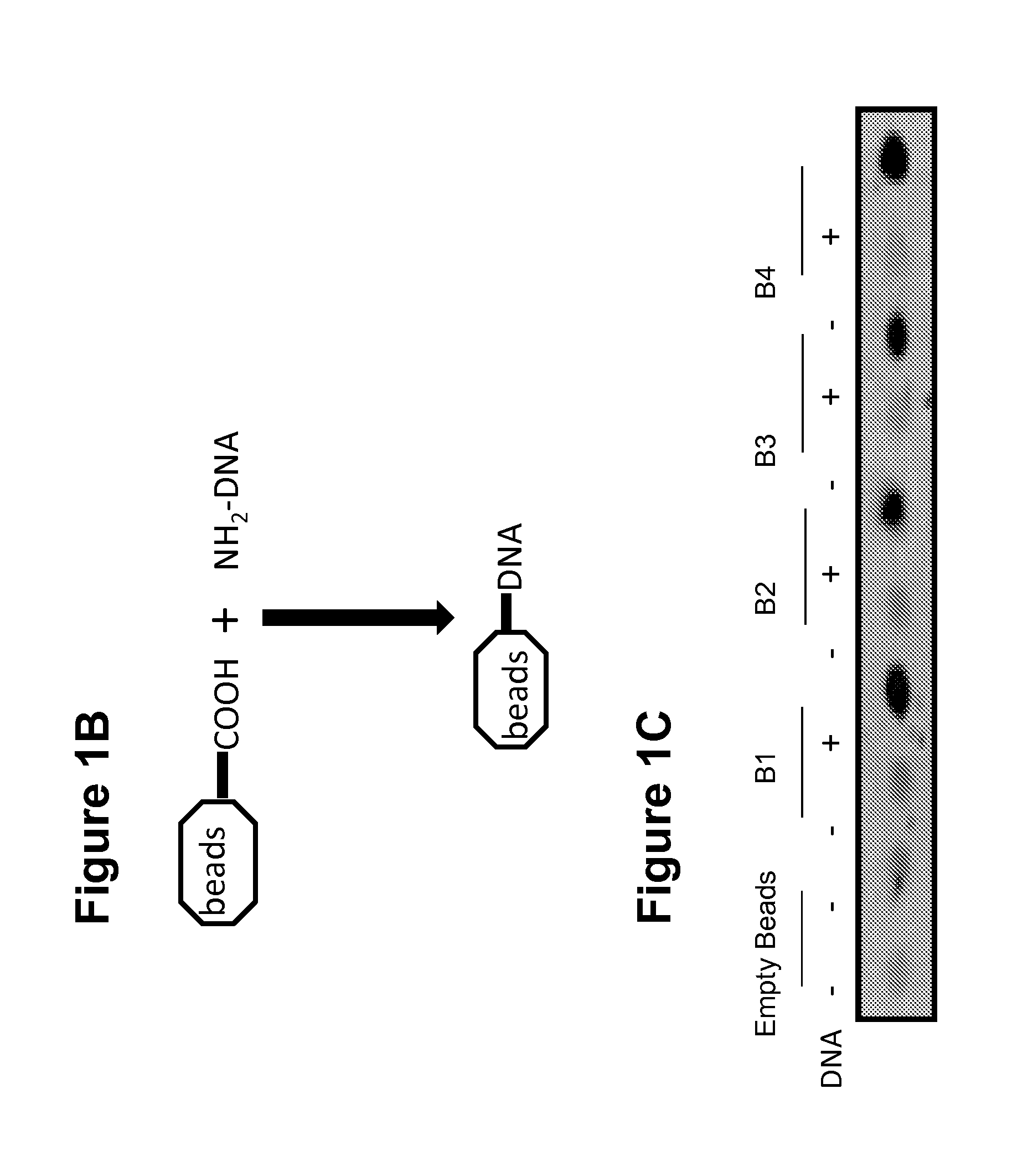 Hmgb1-binding beads and uses thereof