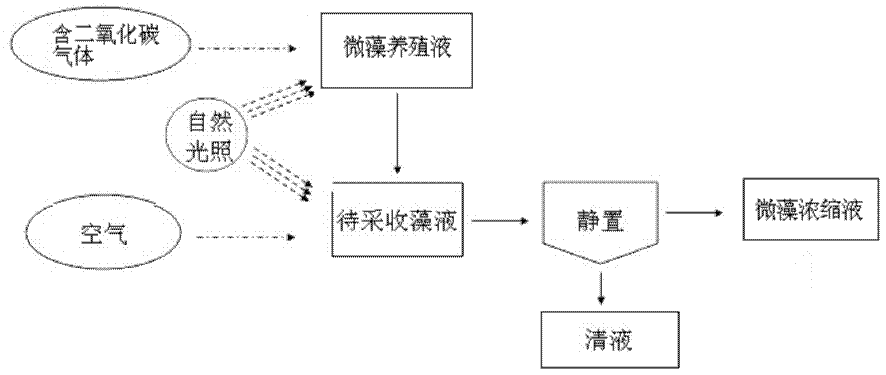 Microalgae collection method and application
