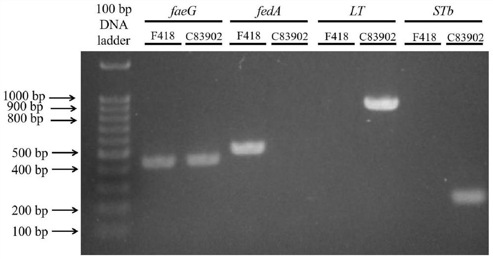 Swine Escherichia coli non-toxic isolate capable of simultaneously expressing F4 and F18 pili and application of swine Escherichia coli non-toxic isolate