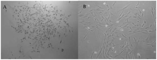 Construction method and application of immortalized cell lines of porcine subcutaneous adipose precursor cells