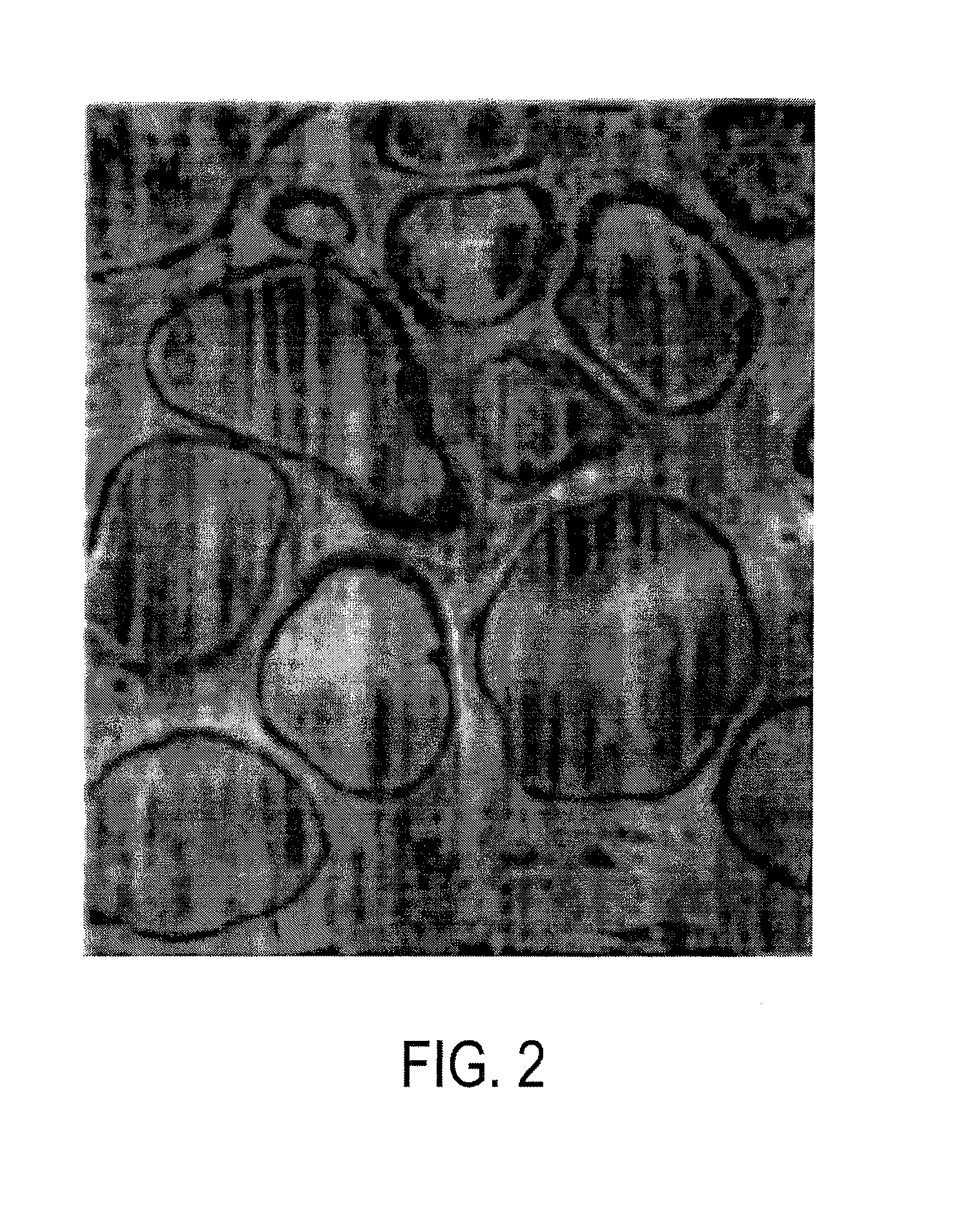 Tissue vaccines and uses thereof