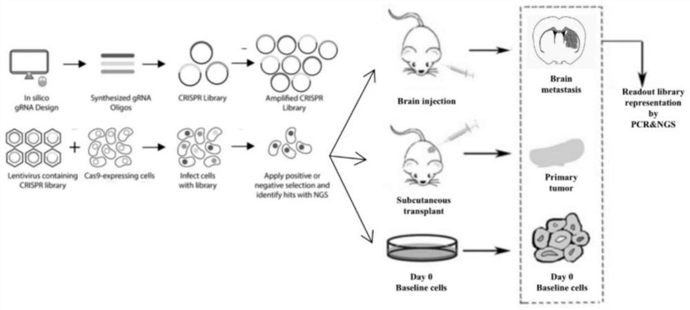 CRISPR/Cas9 library high-throughput screening method for brain metastasis related genes