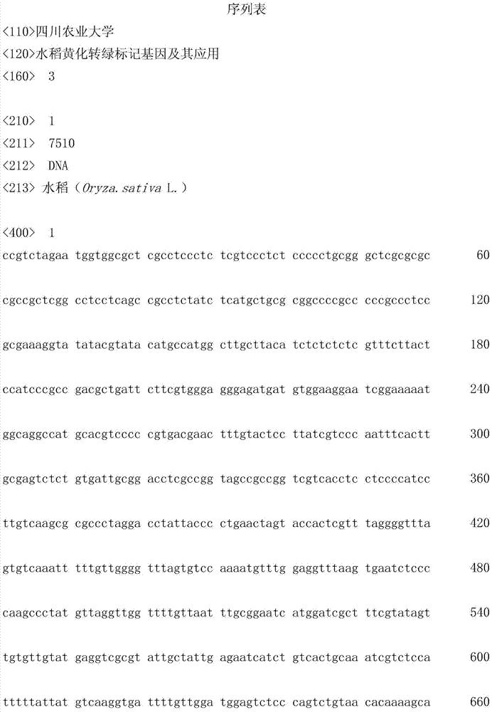 Marker gene for yellowing and greening in rice and its application