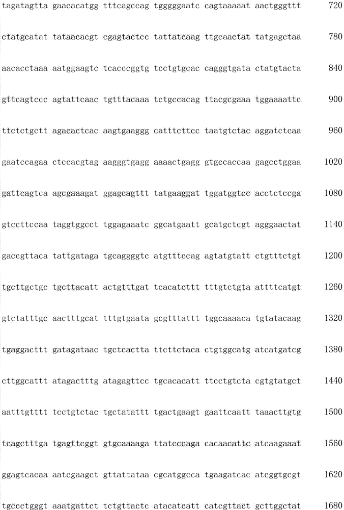 Marker gene for yellowing and greening in rice and its application