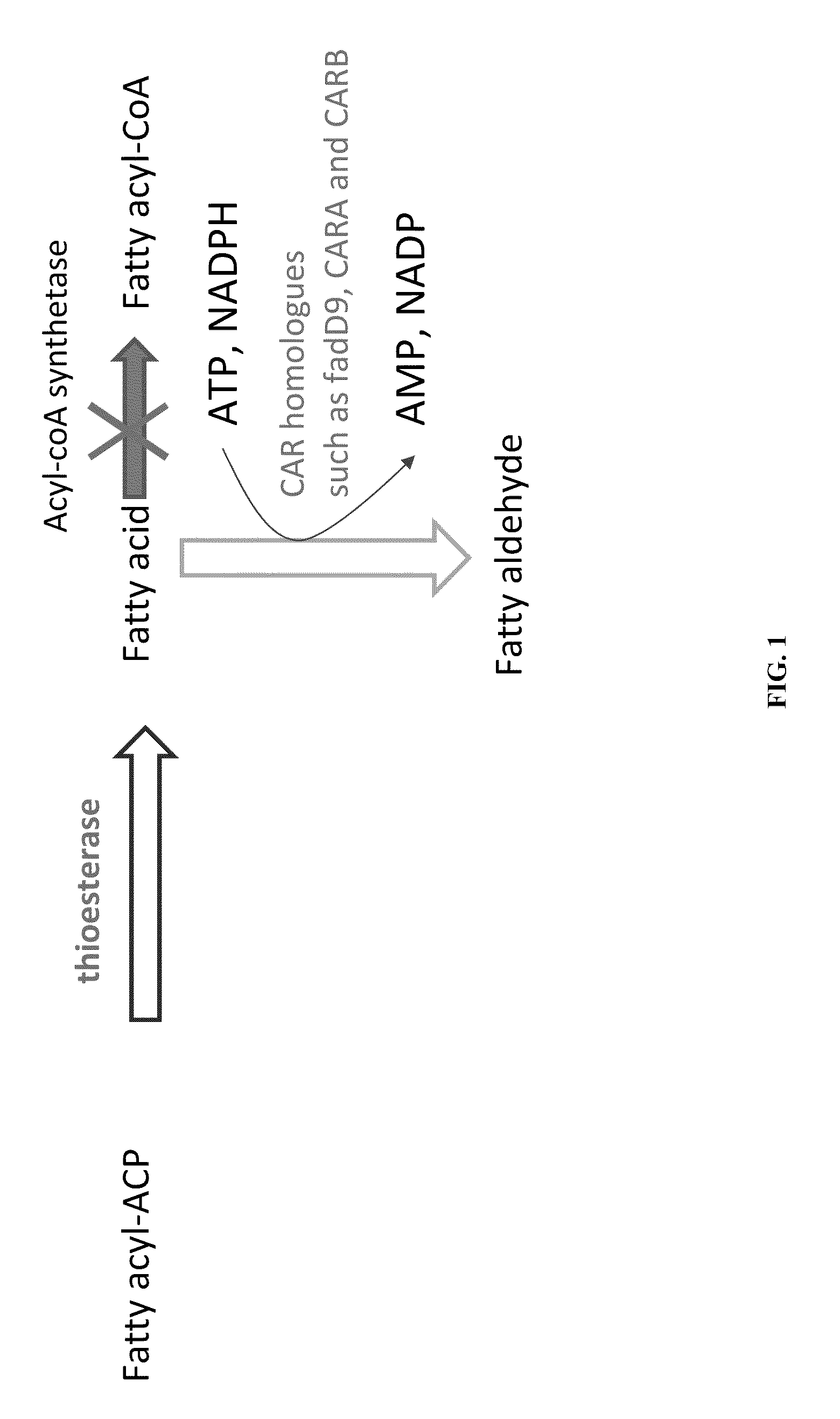 Methods and compositions for producing fatty aldehydes