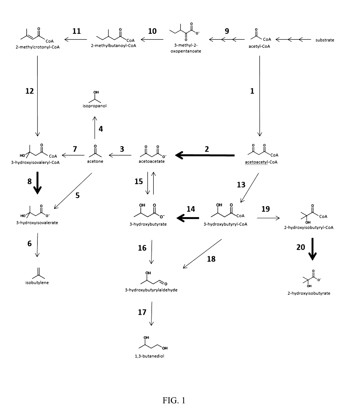 Genetically engineered bacterium comprising energy-generating fermentation pathway