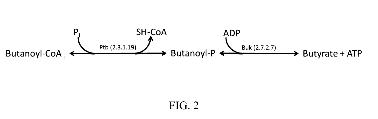 Genetically engineered bacterium comprising energy-generating fermentation pathway