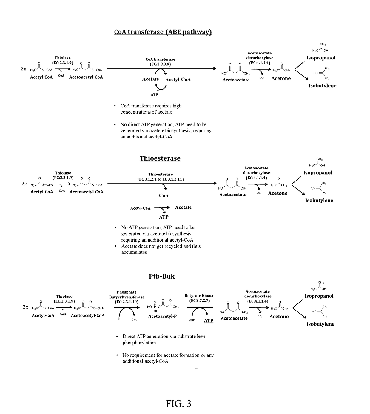 Genetically engineered bacterium comprising energy-generating fermentation pathway