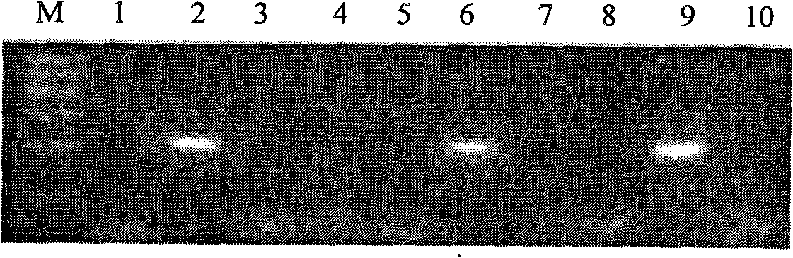 Genetic chip for detecting transgenic plants and products containing screening gene CaMV35S and application thereof