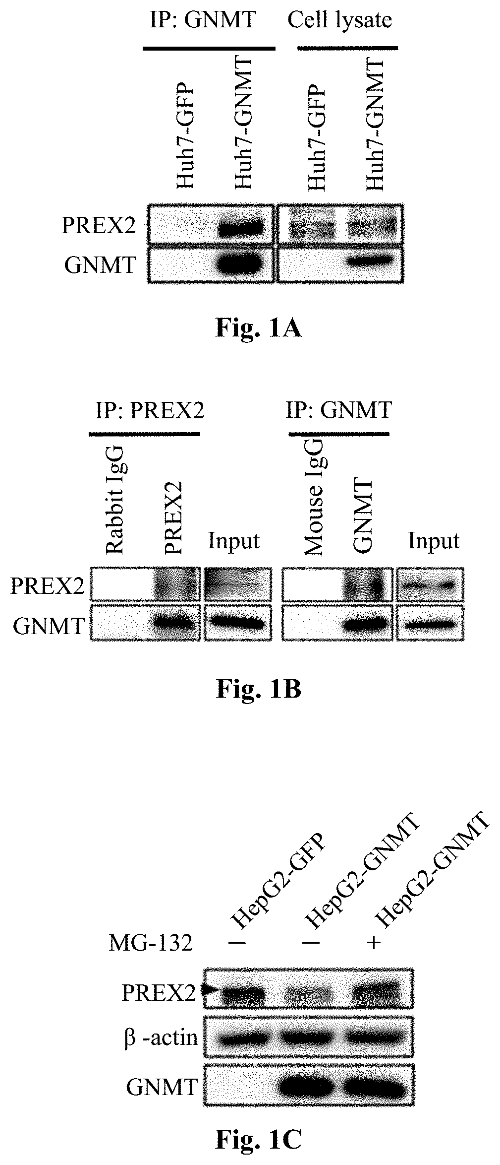 Method for determining, predicting and treating cancer