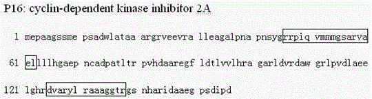 Amino acid sequence for detecting tumor marker P16 antigenic epitope and application of amino acid sequence