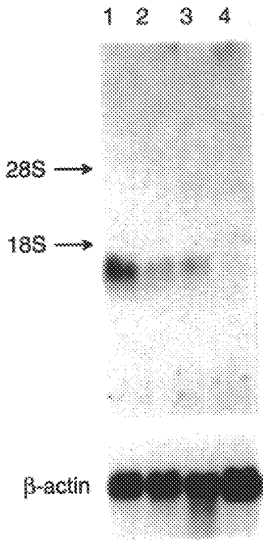 Doc tumor suppressor protein and gene