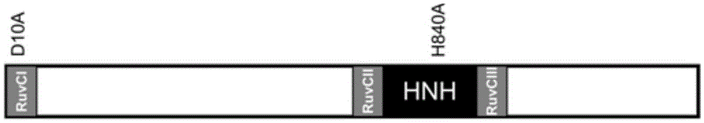 A specific site-directed transformation and screening method of DNA virus genome