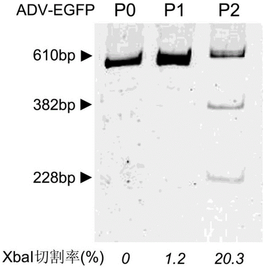 A specific site-directed transformation and screening method of DNA virus genome