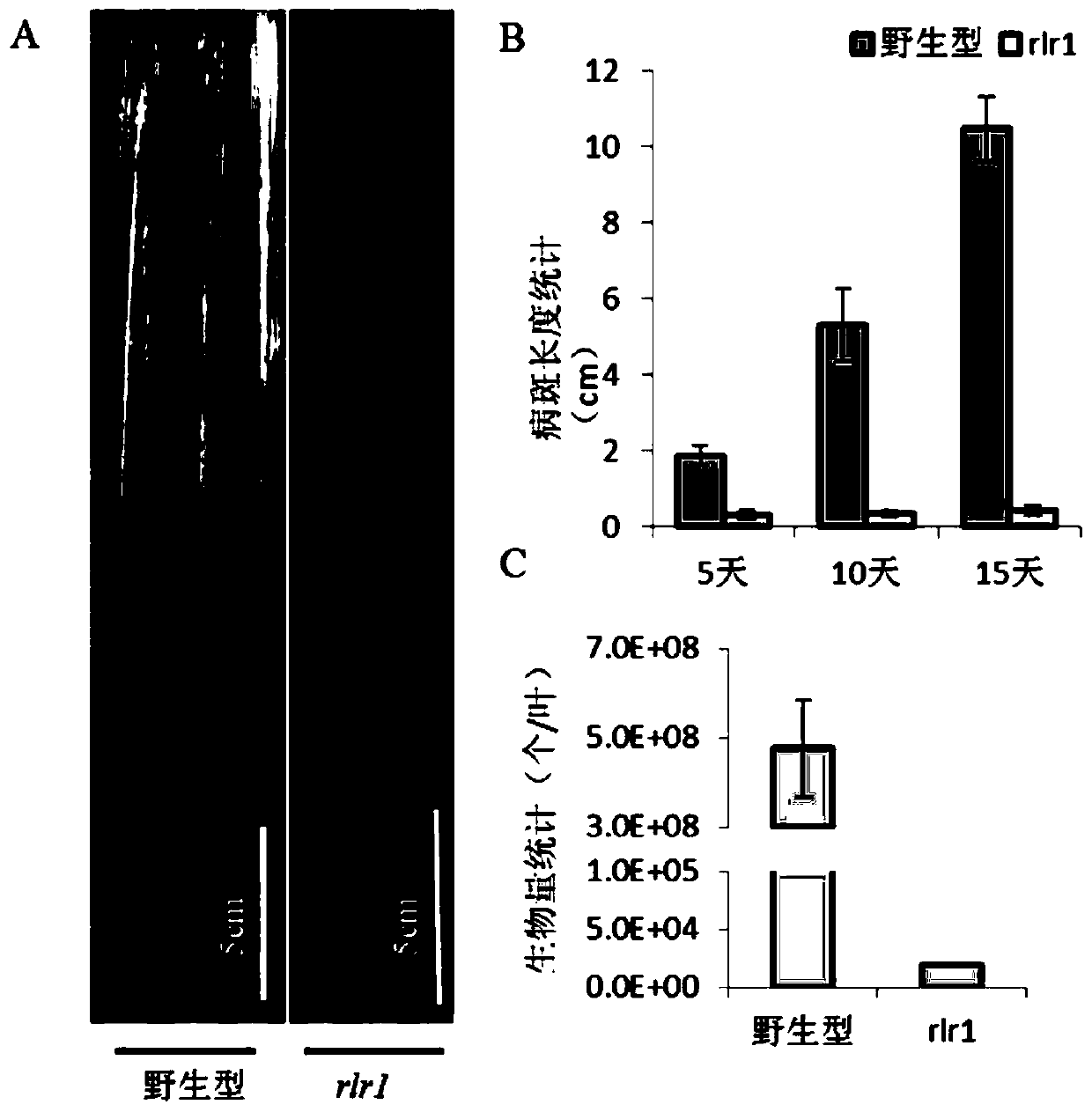 Anti-disease gene OsRLR1, transcription factor OsWRKY19 and application of anti-disease gene OsRLR1 and transcription factor OsWRKY19 in bacterial leaf blight resistant breeding of rice