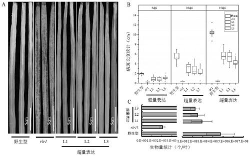 Anti-disease gene OsRLR1, transcription factor OsWRKY19 and application of anti-disease gene OsRLR1 and transcription factor OsWRKY19 in bacterial leaf blight resistant breeding of rice