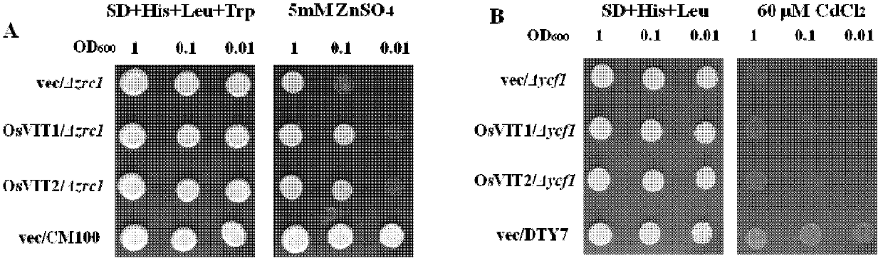 Metal transporter protein and encoding gene and application thereof
