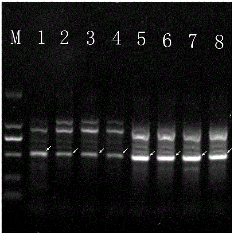 Specific molecular marker DNA sequence of lactobacillus plantarum and application of specific molecular marker DNA sequence