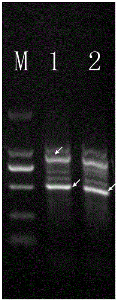 Specific molecular marker DNA sequence of lactobacillus plantarum and application of specific molecular marker DNA sequence