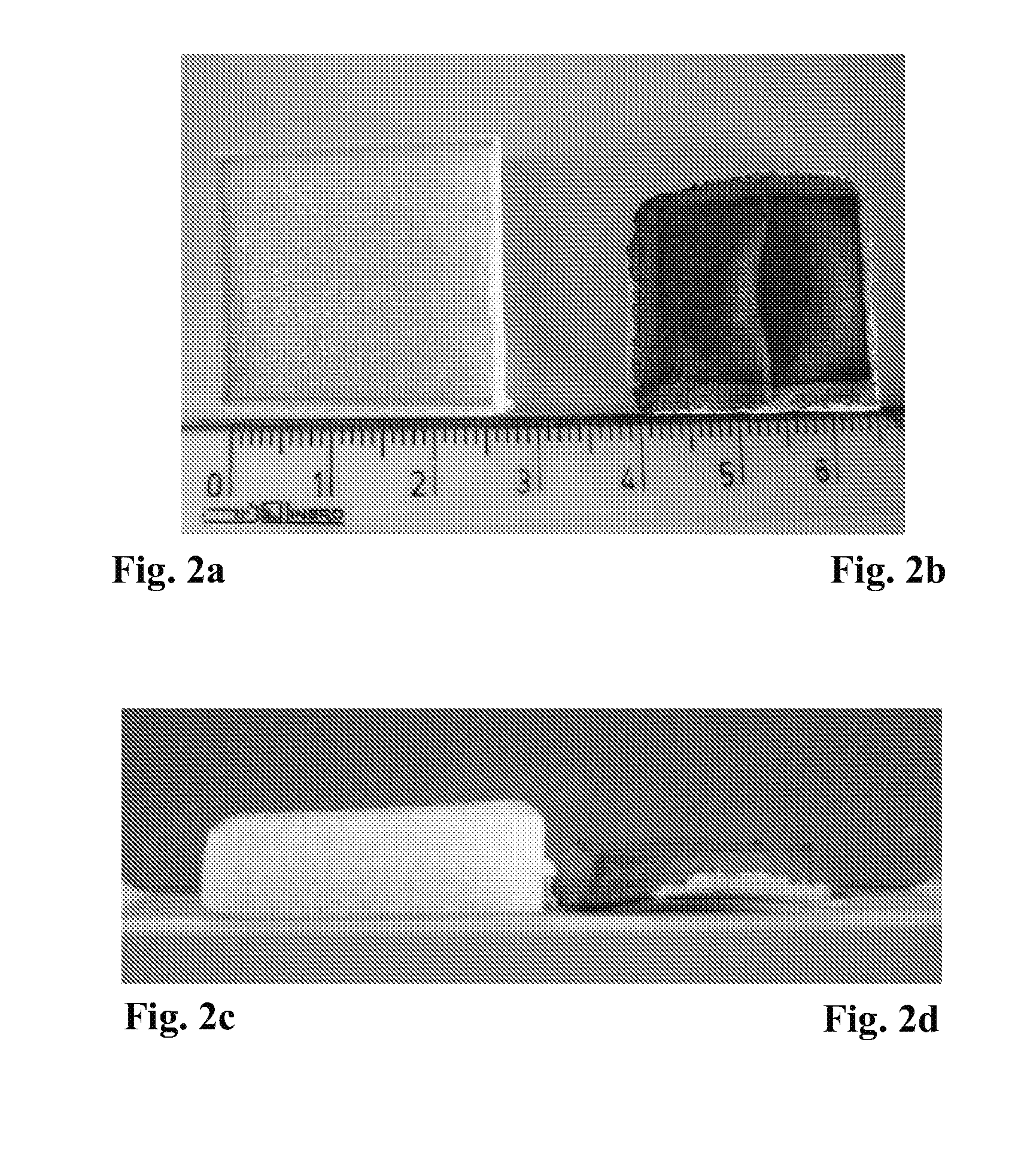 Gelatin Sponge Comprising an Active Ingredient, Its Preparation and Use