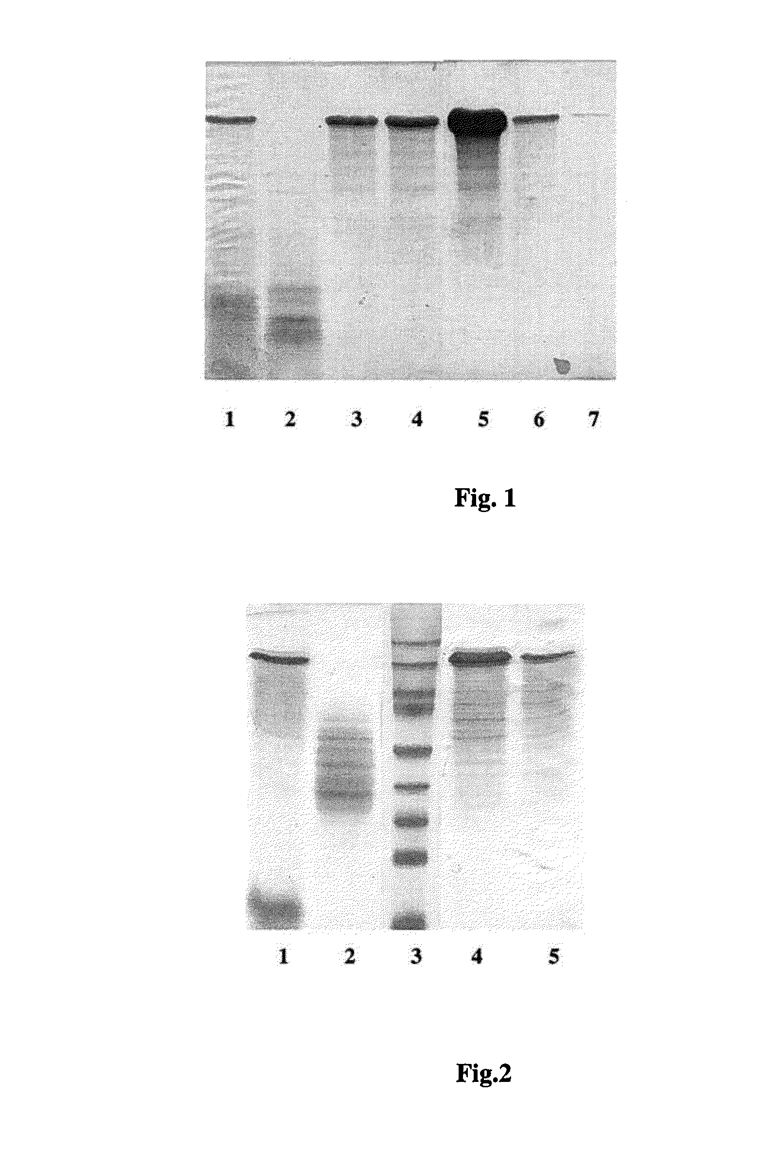Method for producing web protein, a fused protein, recombinant dna, an expression vector, a host cell and strain-producers