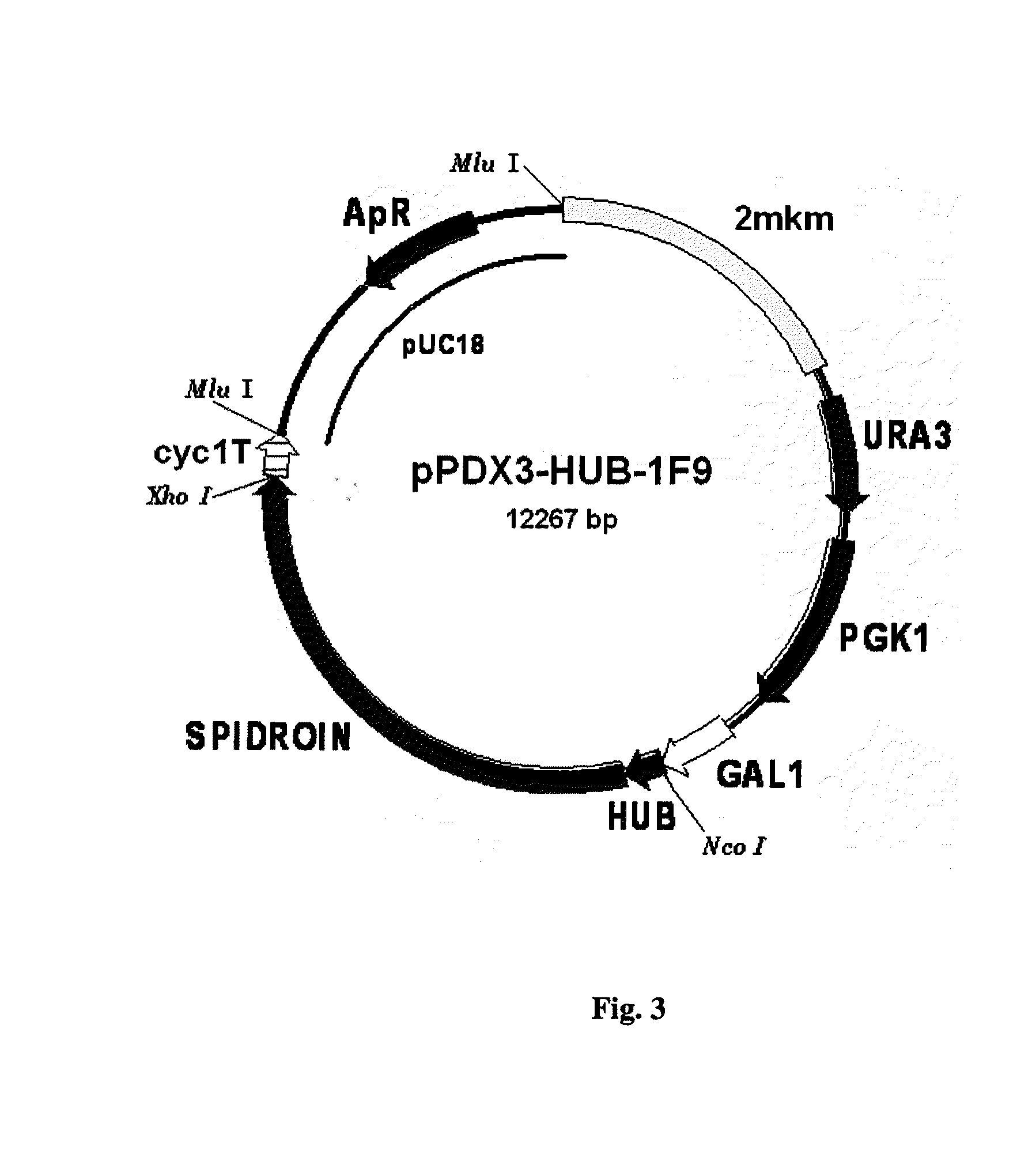 Method for producing web protein, a fused protein, recombinant dna, an expression vector, a host cell and strain-producers