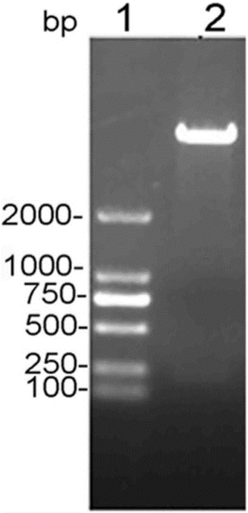 Plasmodium berghei gametophyte recombinant protein (rPbG37), preparation method thereof and application of Plasmodium berghei gametophyte recombinant protein (rPbG37) in malaria transmission blocking