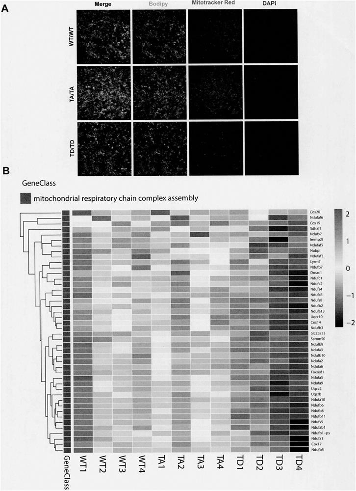 Construction and application of Pparg gene site-directed mutagenesis mouse model