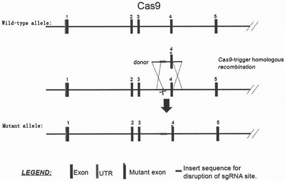 Construction and application of Pparg gene site-directed mutagenesis mouse model