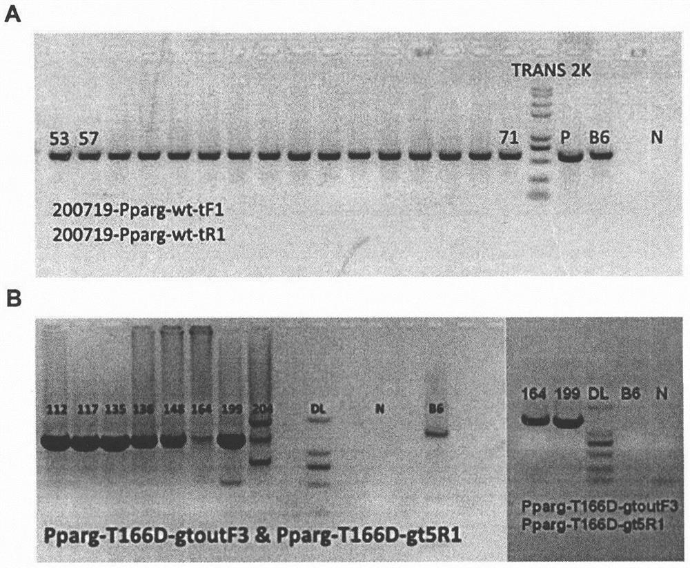 Construction and application of Pparg gene site-directed mutagenesis mouse model