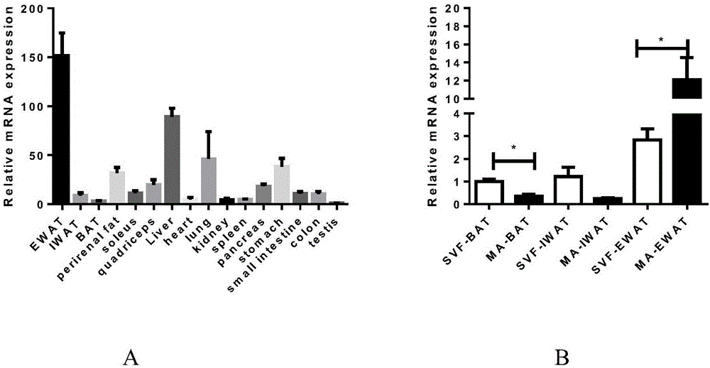 Applications of adipokine GREM2 in preparation of obesity treatment drugs