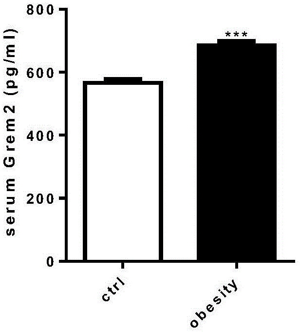 Applications of adipokine GREM2 in preparation of obesity treatment drugs