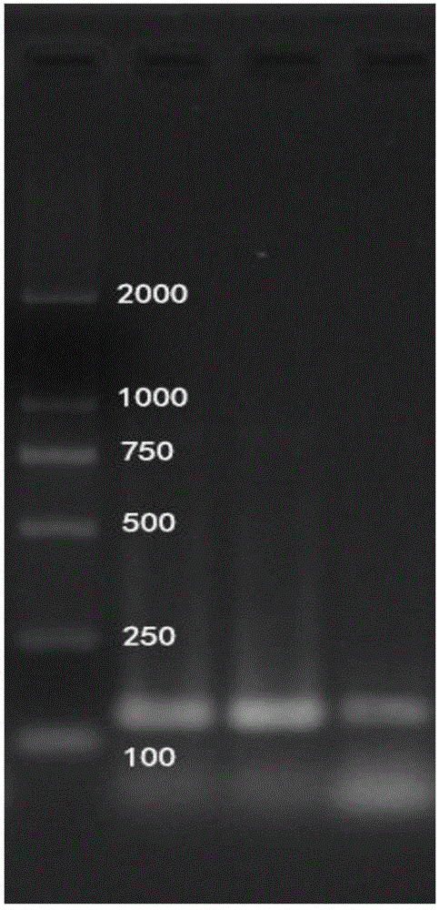 PCR amplimer for environmental DNA detection of Chinese sturgeon, detection method using PCR amplimer and application of PCR amplimer