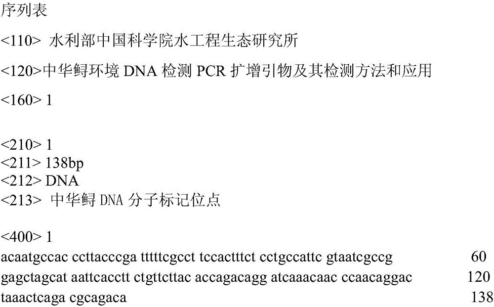 PCR amplimer for environmental DNA detection of Chinese sturgeon, detection method using PCR amplimer and application of PCR amplimer
