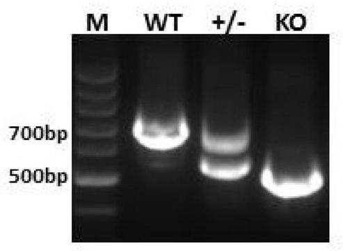Kit and method for constructing ApoC2 gene knockout hamster model