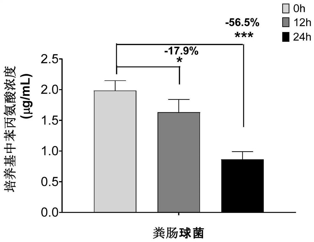 Application of composition of enterococcus and berberine in treatment of phenylketonuria