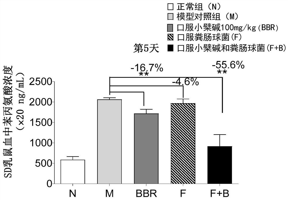 Application of composition of enterococcus and berberine in treatment of phenylketonuria