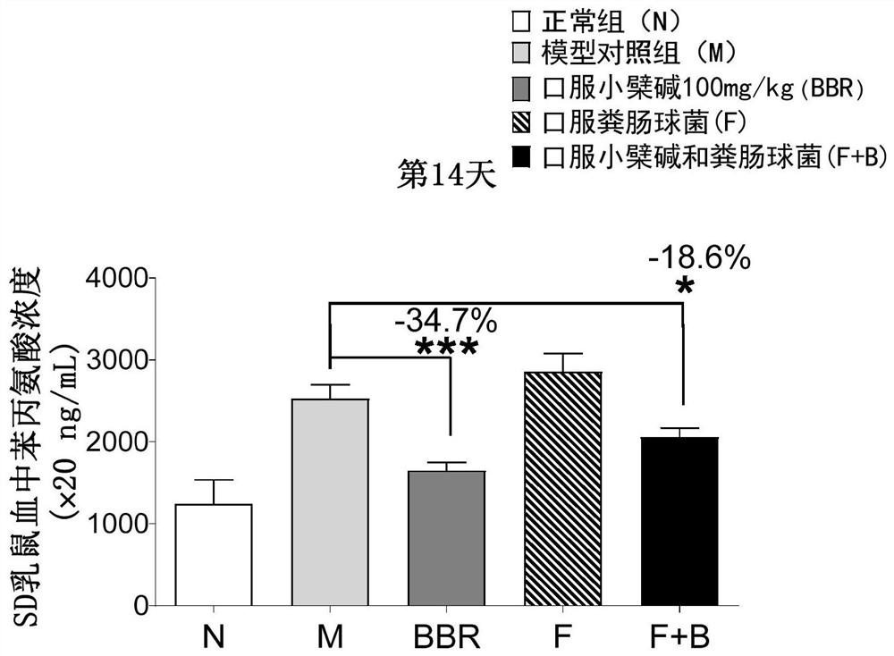 Application of composition of enterococcus and berberine in treatment of phenylketonuria