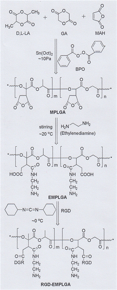 Preparation method of ethylenediamine and RGD polypeptide modified MPLGA with high anhydride content