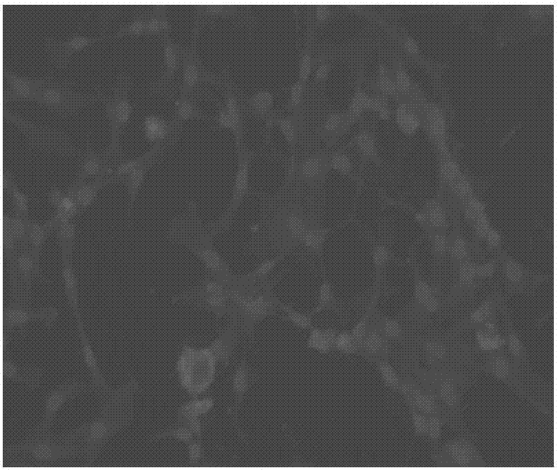 Primary separation culture method for bone marrow mesenchymal stem cells of naked mole rats