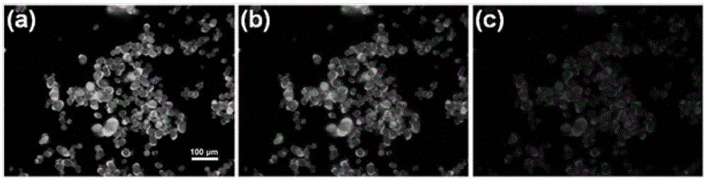 A kind of bio-based carbon nano-dot fluorescent powder and its preparation method and application